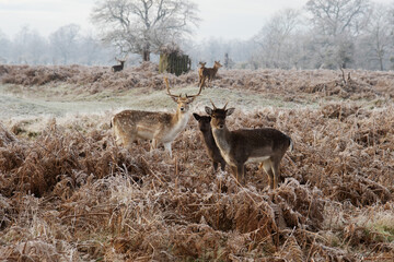 deers in a frosty morning scene in the winter in Bushy Park, South West London