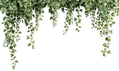 A lush cascade of green vines hangs against a black background, creating a vibrant and tranquil natural aesthetic isolated on white and transparent background.