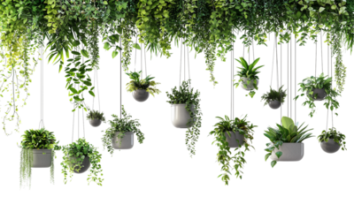 A lush array of hanging plants in various pots, creating a vibrant green aesthetic against a dark background isolated on white and transparent background.