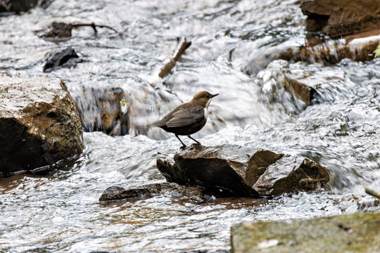 Irish Dipper (Cinclus cinclus hibernicus) spotted in cork, Ireland - Powered by Adobe