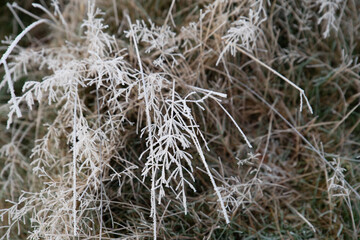 frost covered grass in the winter landscape. Taken in Bushy Park, South West London