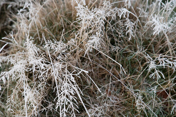 frost covered grass in the winter landscape. Taken in Bushy Park, South West London