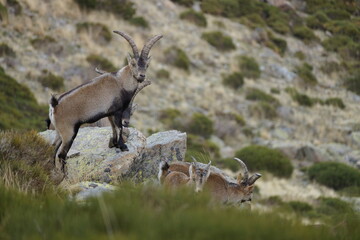 Capra pyrenaica victoriae