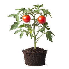 Small Tomato Plant Two Red Tomatoes Growing Potted Plant food farm soil life root stem leaf dark    