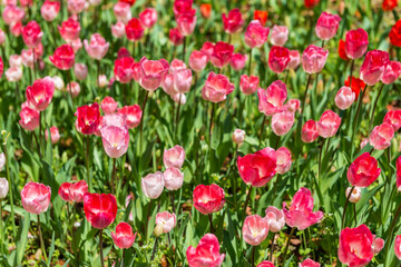 blooming spring red tulips flower like background in park, garden floral background