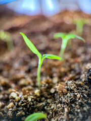 Close-up of small seedlings that have just sprouted. Sowing seeds. Seed tray. Small plants. 