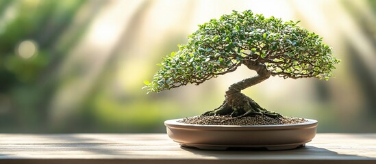 Serene Bonsai Tree on Wooden Table