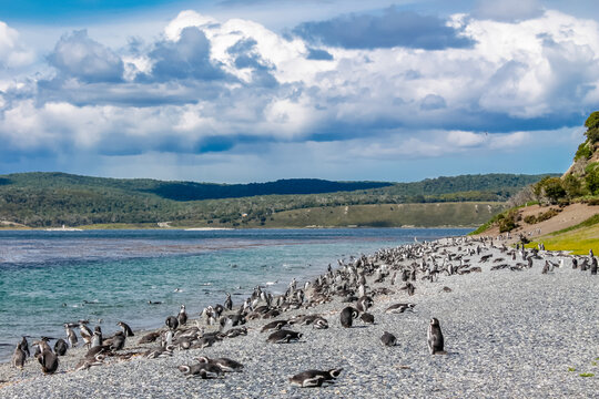 Magellanic penguins colony on Isla Martillo in Ushuaia, Argentina. Patagonia and Tierra del Fuego South America marine wildlife. Pinguins on a seashore