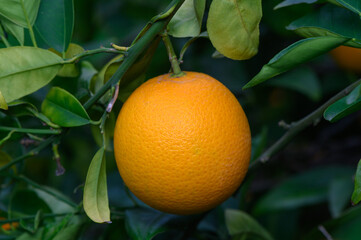 Fresh orange hanging from a vibrant tree branch in a sunny orchard in the early afternoon light
