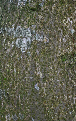 Fototapeta premium Beautiful details of the bark of tilia amurensis