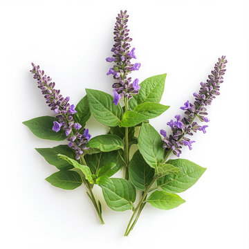Patchouli plant with vibrant purple flowers and rich green leaves against a clean white background for natural aesthetics