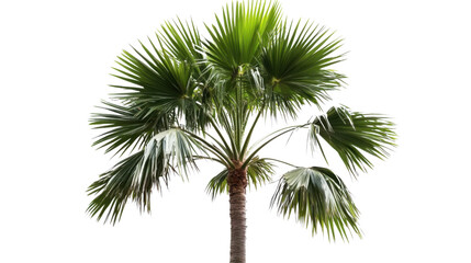 Palm tree transparent background