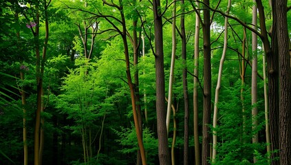 Tomada completa de uma floresta densa. 
Árvores altas e esbeltas com troncos cinza-branco-claros e marrom-escuros/cinzas são densamente compactadas, preenchendo todo o quadro. Os troncos variam em som