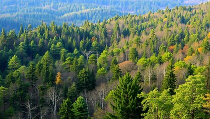 Campo  aberto de floresta nativa vista do alto