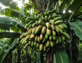 Cacho enorme de bananas