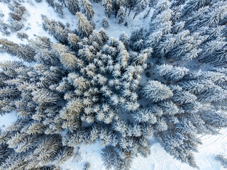 Aerial view of winter forest with frozen pine trees in  background. Winter landscape from air....