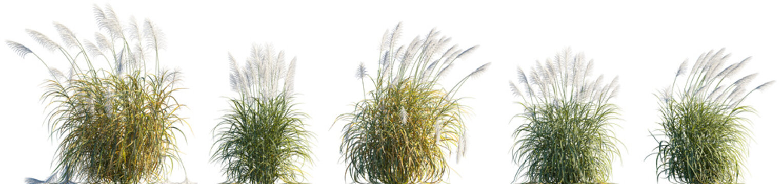 Miscanthus sinensis Silberfeder grass, Maiden pampas grass isolated png on a transparent background premium cutout high resolution (Chinese silver grass, Silver Feather, Japanese Silver Grass) 