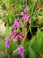 Taman dan bunga 