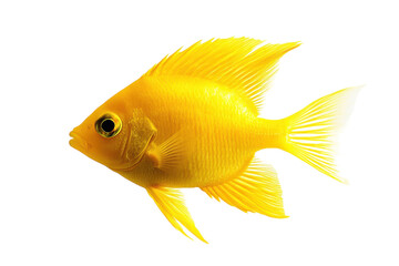 Bright yellow fish swimming gracefully in clear water, showcasing vibrant colors and unique features
