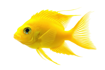 Bright yellow fish swimming gracefully in clear water revealing its vibrant colors and delicate fins