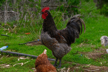 Colorful rooster stands proudly in a rustic setting while a hen pecks at the ground nearby