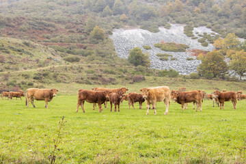 Fototapeta premium cows grazing in a meadow of the 
