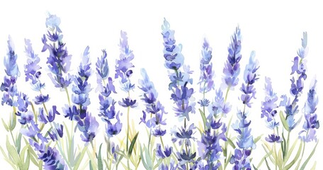 Obraz premium Lavender flower meadow watercolor illustration 