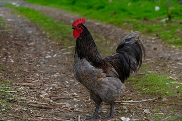 Majestic rooster struts proudly along a rustic countryside path at dawn