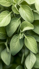 Obraz premium Close-up of oregano leaves, garden backdrop, fresh herb texture, culinary or health use