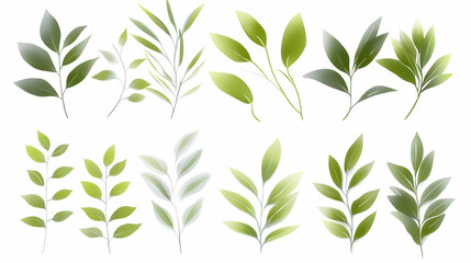 Collection of green leaves, botanical illustration, isolated on white, for design or print