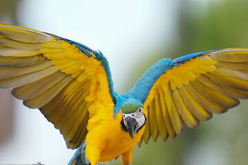 Blue and gold macaw Free-flying training bird standing on a perch.