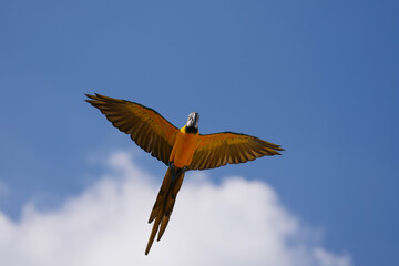 Blue and gold macaw Free-flying training bird. © Sanit