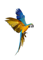 Blue and gold macaw Free-flying training bird.