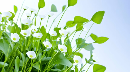 Delicate white flowers, lush green foliage, bright background, springtime freshness, ideal for greeting cards