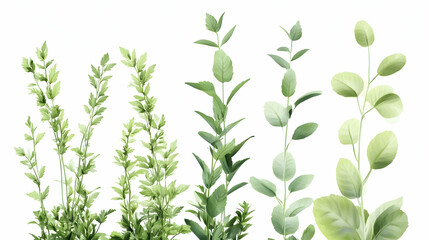 Five types of green plants on white background; perfect for design elements