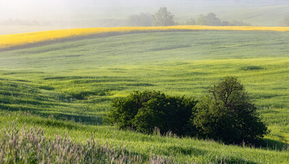 Zielona Letnia Warmia  © Wojciech Lisiński