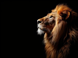 Majestic lion portrait dark background animal photography studio, side view wildlife concept