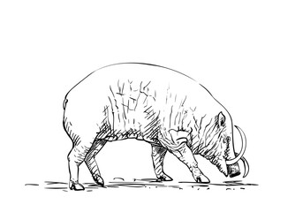 Female babirusa or deer-pig animal of swine family species found in the Indonesian islands, Hand drawn illustration, Vector sketch