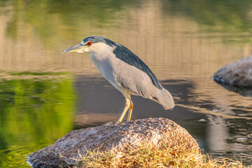 Black-crowned night heron