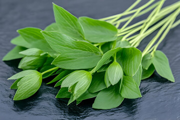 Fresh green herb sprigs on dark background; culinary use, healthy eating