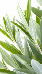 Obraz premium Fresh green leaves close-up, isolated on white background; ideal for health, beauty, or nature-themed projects