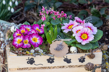 pink Primeln (Primula vulgaris), Duftveilchen und Hyazinthe (Viola odorata) in Holzkiste im Frühlingsgarten
