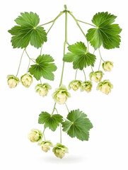 Fresh hops branch, green leaves, white flowers, isolated on white background, brewing ingredient