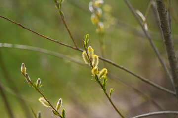 Willow catkins on a twig with green background. Idea of spring coming, Easter celebration