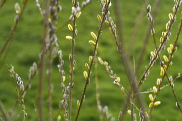 Willow catkins on a twig with green background. Idea of spring coming, Easter celebration