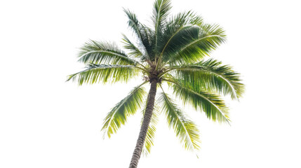 Fototapeta premium Palm tree transparent background