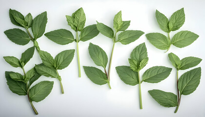 Fototapeta premium Fresh mint sprigs arranged on white background; culinary ingredient, herbal tea, natural remedy