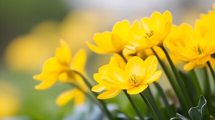 Closeup of Blooming Yellow Flowers with Soft Focus Background : Generative AI