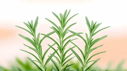 Fototapeta premium Fresh rosemary sprigs, close-up studio shot, soft background, ideal for culinary or herbal uses