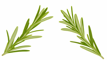 Fototapeta premium Fresh rosemary sprigs on white background; culinary herb; food photography; recipe ingredient; cooking